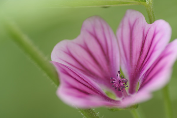 花が咲いているといろいろ楽しめます^^