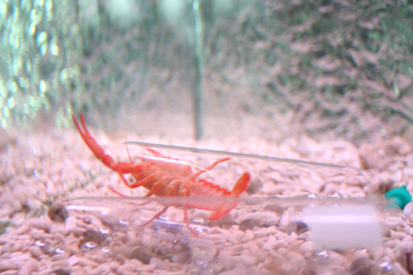 20050916zari02.jpg