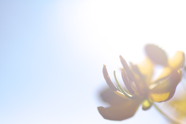 20050917flower01.jpg
