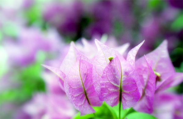 20050926flower01.jpg