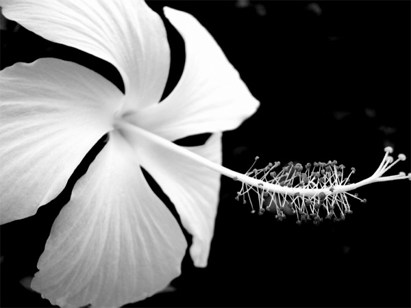 ちょびの花